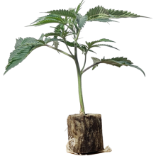 (Bild für) Emergen-C - Seedjunky Berner Cut