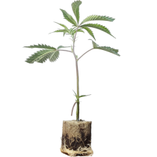 (Bild für) Fat Banana - Royal Queen Seeds