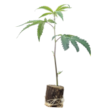 (Bild für) Gorilla Girl - Sweet Seeds