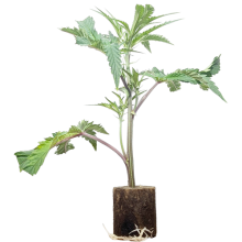 (Bild für) Green Crack - Humboldt Seeds
