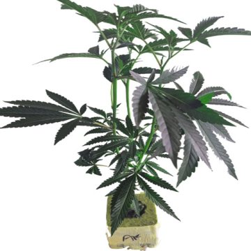 (Bild für) Frozen Black Cherry - Anesia Seeds - im Würfel