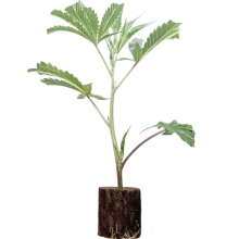 (Bild für) Hulkberry - Royal Queen Seeds