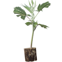 (Bild für) Mimosa Evo - Barney's Farm