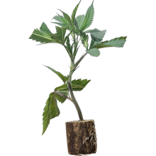 (Bild für) Northern Lights - Sensi Seeds