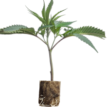 (Bild für) Red Hot Cookies - Sweet Seeds