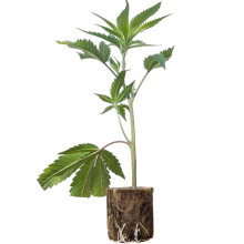 (Bild für) Sensi Star - Paradise Seeds