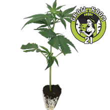 (Bild für) Skywalker - 1000 Seeds G.