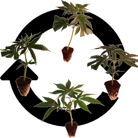 Ein allgemeines Bild