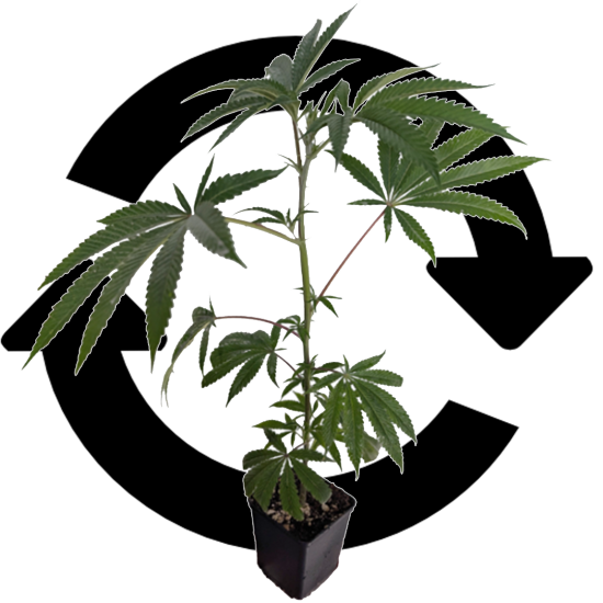 Ein allgemeines Bild