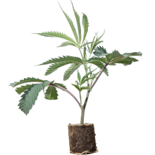 (Bild für) Strawberry Pave - Compound Genetics