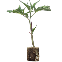 (Bild für) Super Cheese - Trikoma Seeds