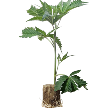 (Bild für) Total Cheese - Trikoma Seeds