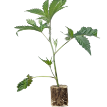 (Bild für) Train Wreck - Humboldt Seeds