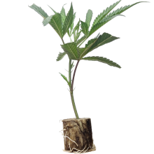 (Bild für) Tropicanna Poison - Sweet Seeds