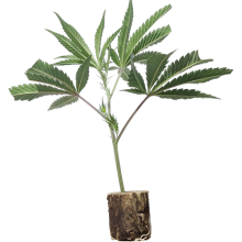 (Bild für) Tutankhamon - Pyramid Seeds