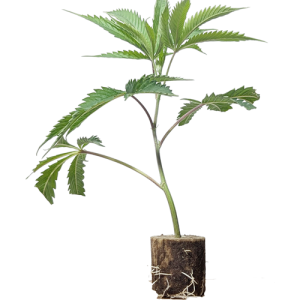 (Bild für) Wedding Cake - Jungle Boys