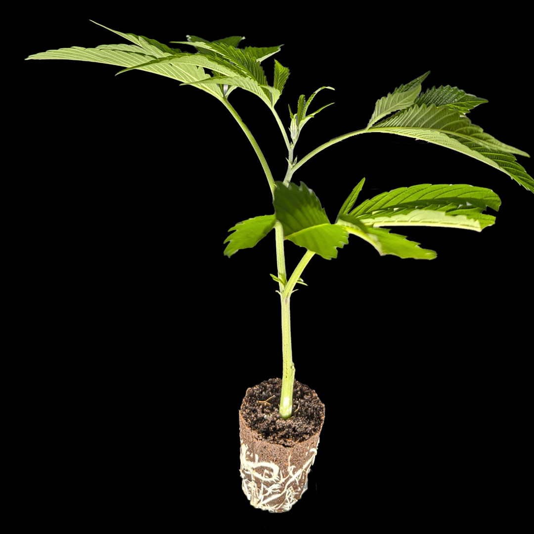 <b>Chronic - Serious Seeds</b> – 360° Ansicht