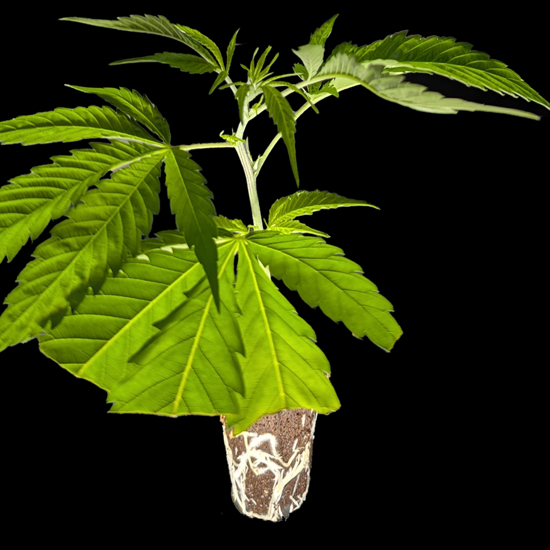 <b>Durban Poison – Dutch Passion</b> – 360° Ansicht