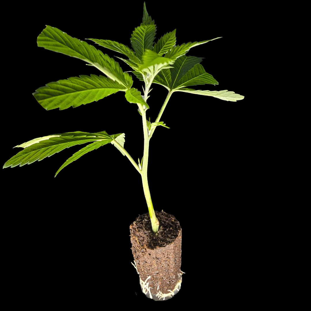 <b>BubbleGummieZ - TH Seeds</b> – 360° Ansicht