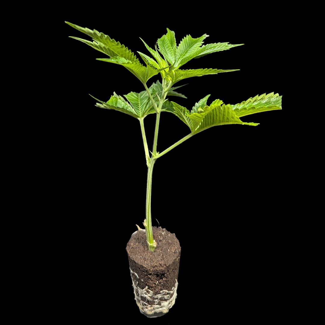 <b>Black Muffin F1 Fast Version - Sweet Seeds</b> – 360° Ansicht