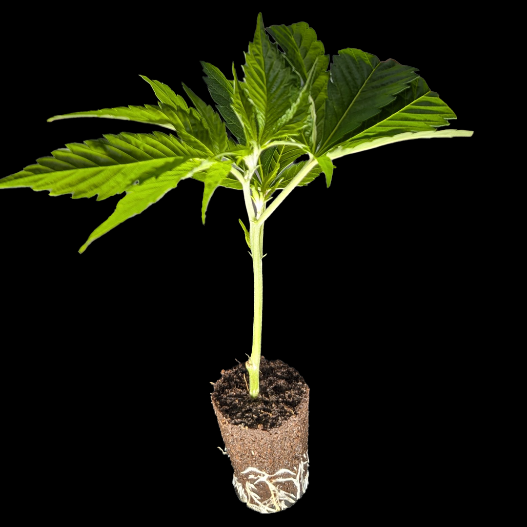 <b>Nebula – Paradise Seeds</b> – 360° Ansicht