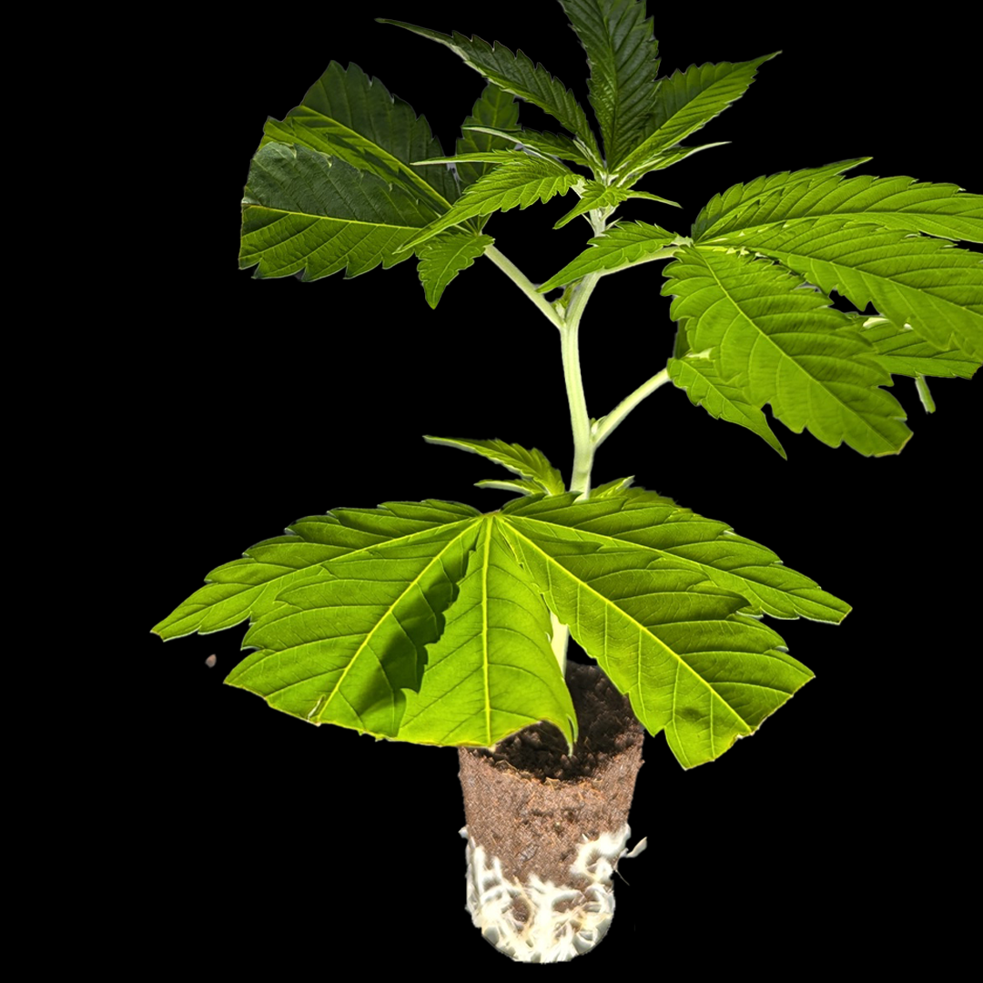 <b>Northern Light Blue – Delicious Seeds</b> – 360° Ansicht