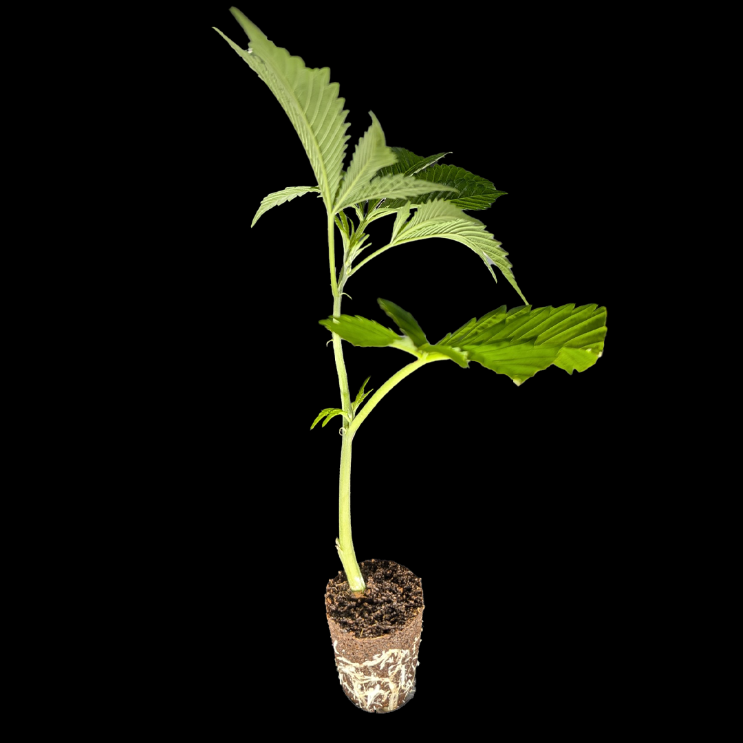 <b>Super Lemon Haze – Green House Seeds</b> – 360° Ansicht
