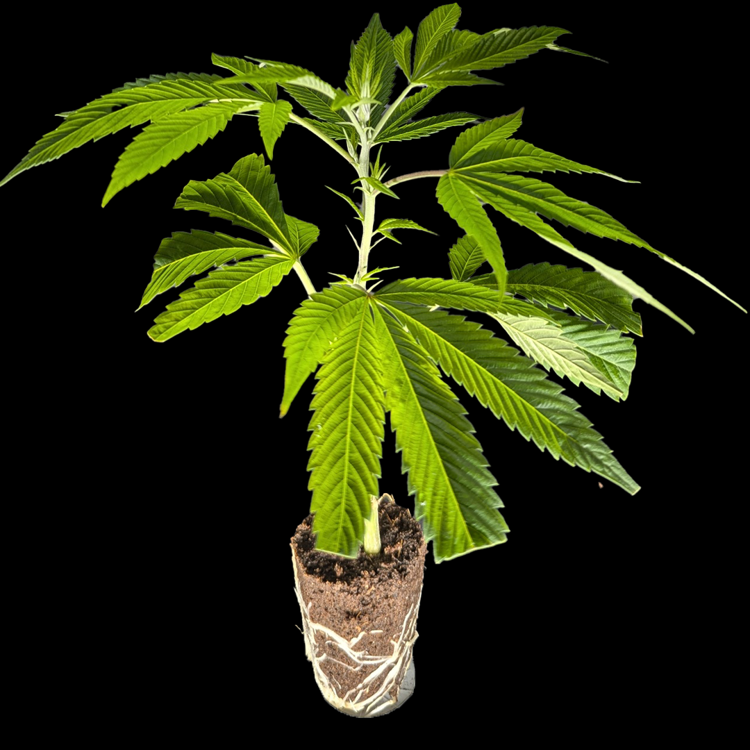 <b>Ice Cool – Sweet Seeds</b> – 360° Ansicht