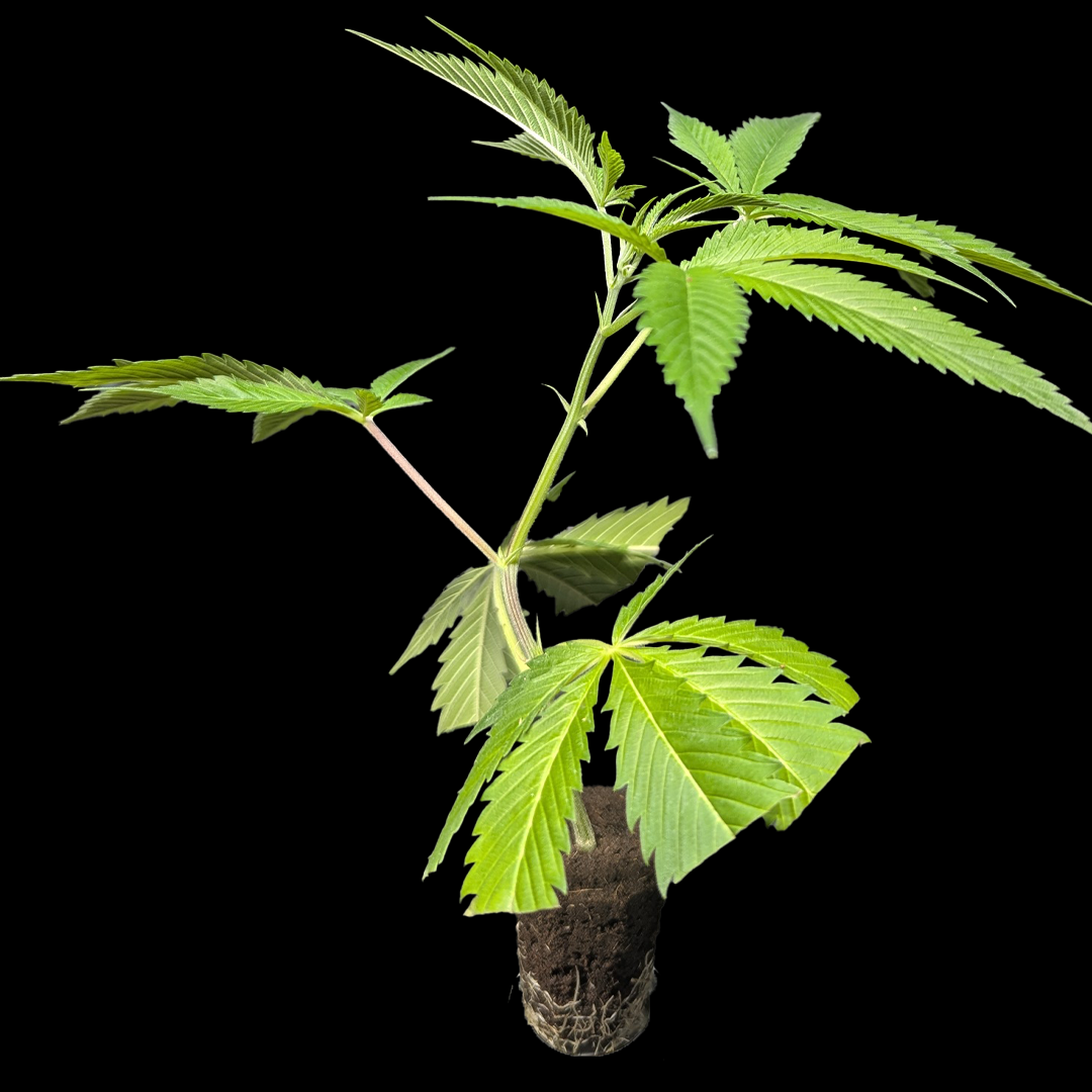 <b>Skunk #1 - Sensi Seeds</b> – 360° Ansicht