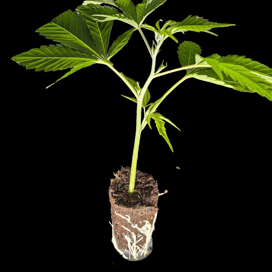 <b>707 Headband - Humboldt Seeds</b> – 360° Ansicht