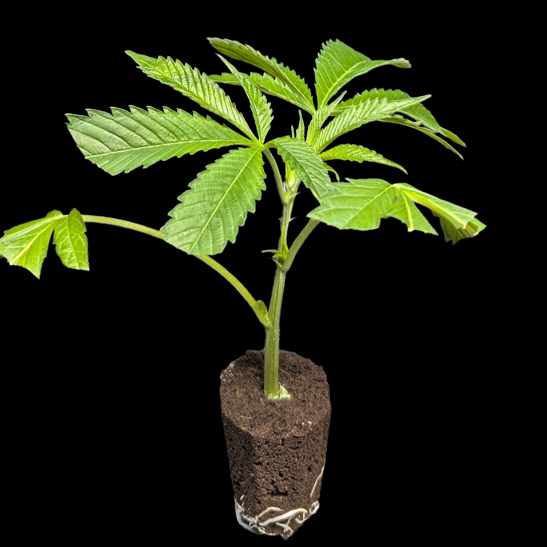 <b>Gary Payton – Cookies × PowerzzzUp</b> – 360° Ansicht