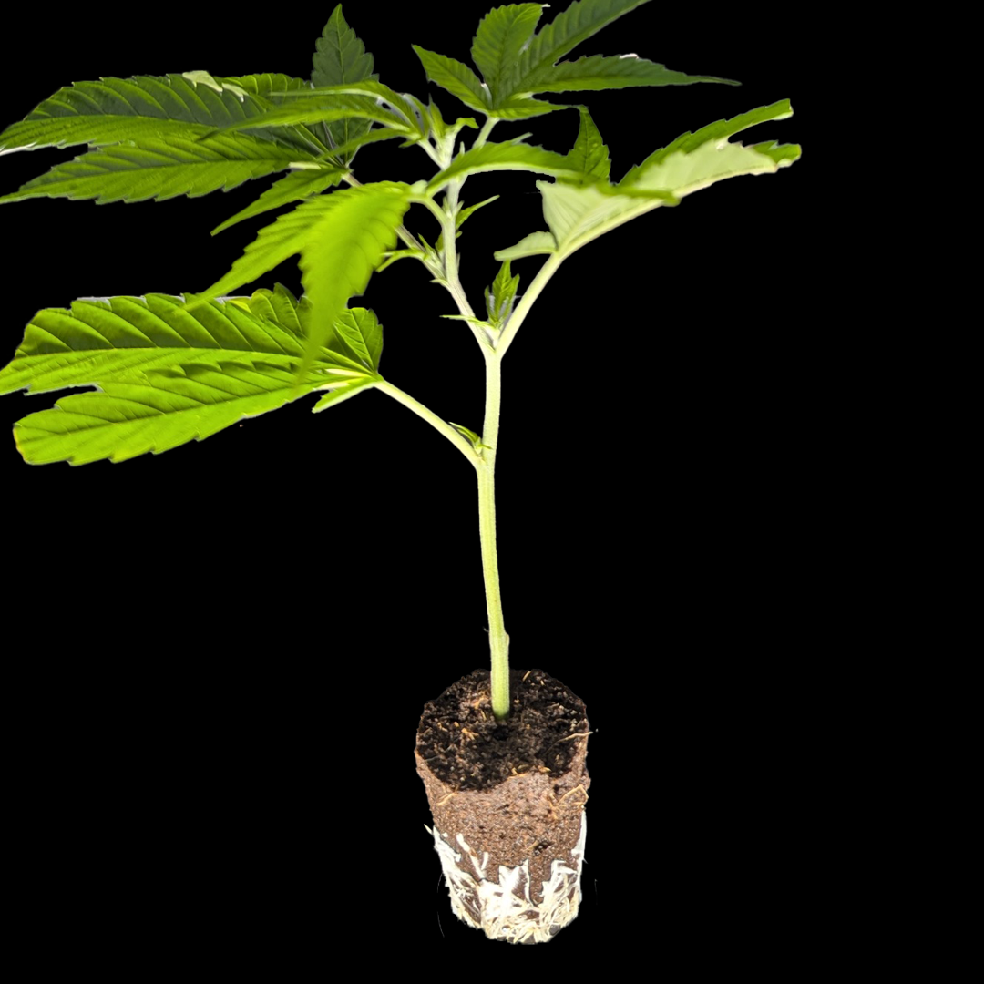 <b>Gelato Dream – Anesia Seeds</b> – 360° Ansicht