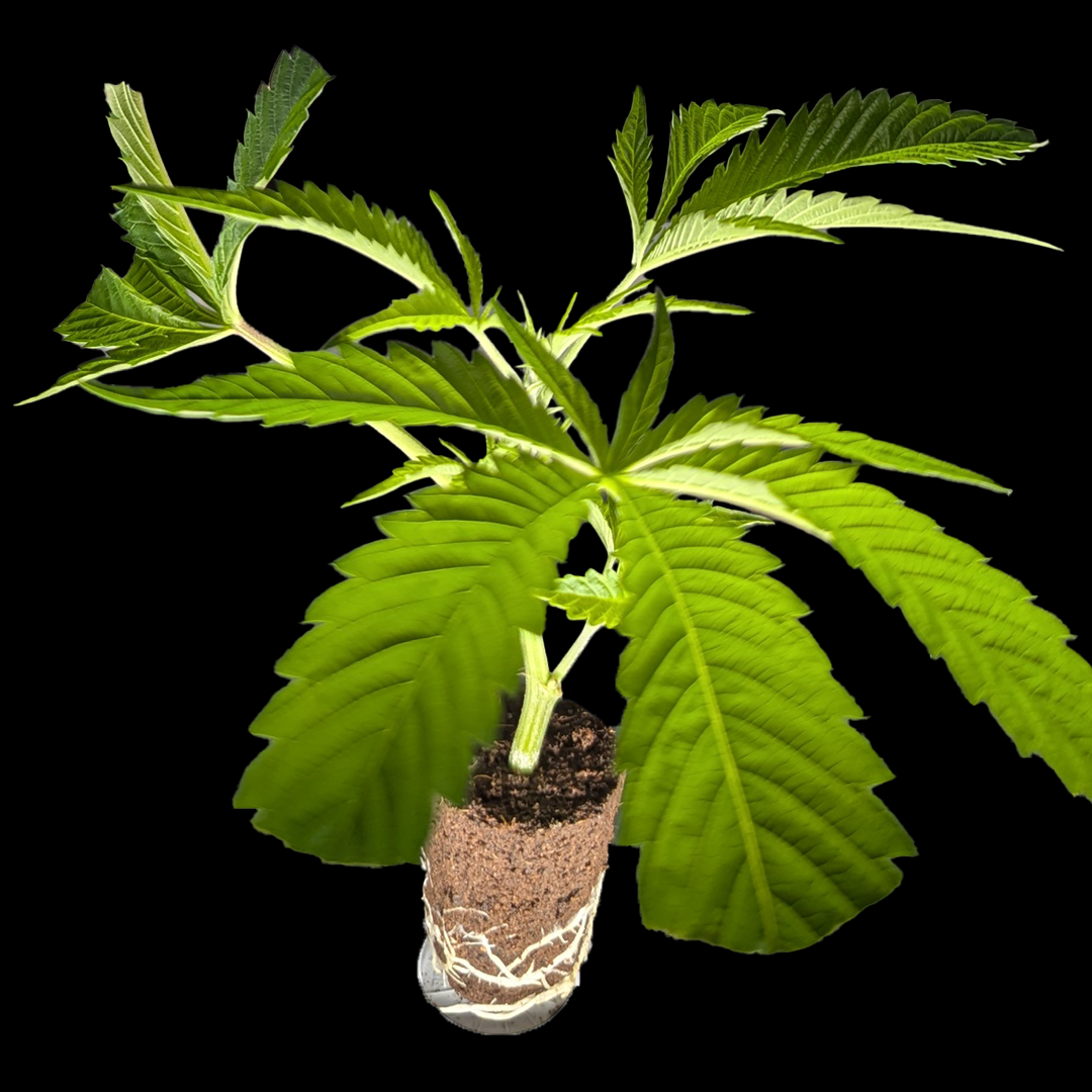 <b>Han Solo Burger – Alien Labs</b> – 360° Ansicht