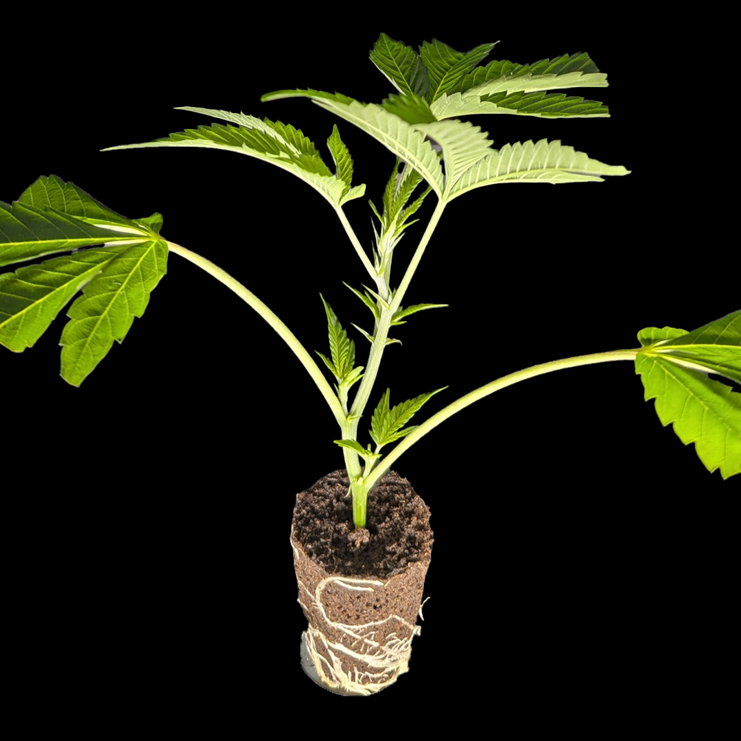 <b>Bling Blaow - Compound Genetics</b> – 360° Ansicht