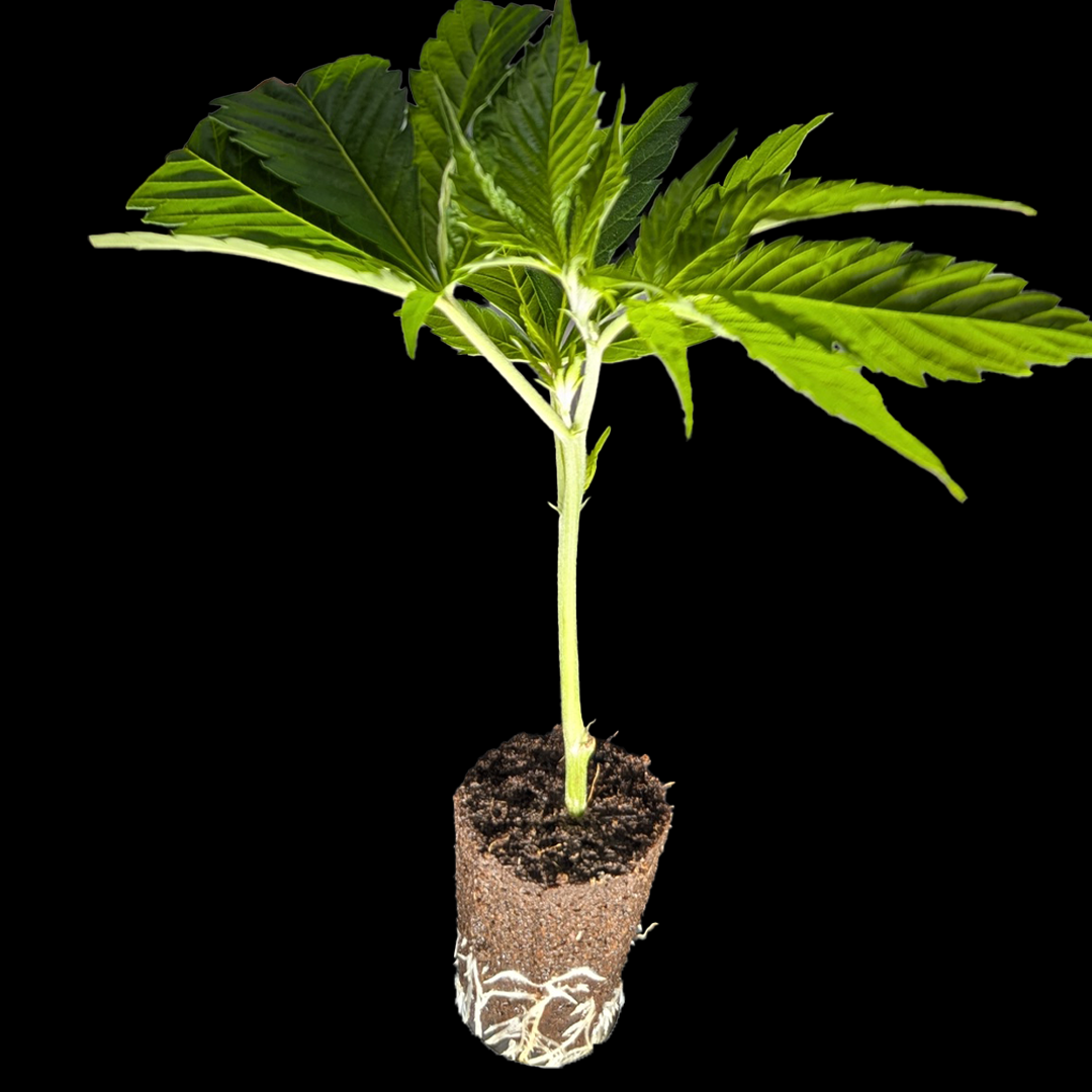 <b>Pineapple Punch - Flying Dutchman</b> – 360° Ansicht