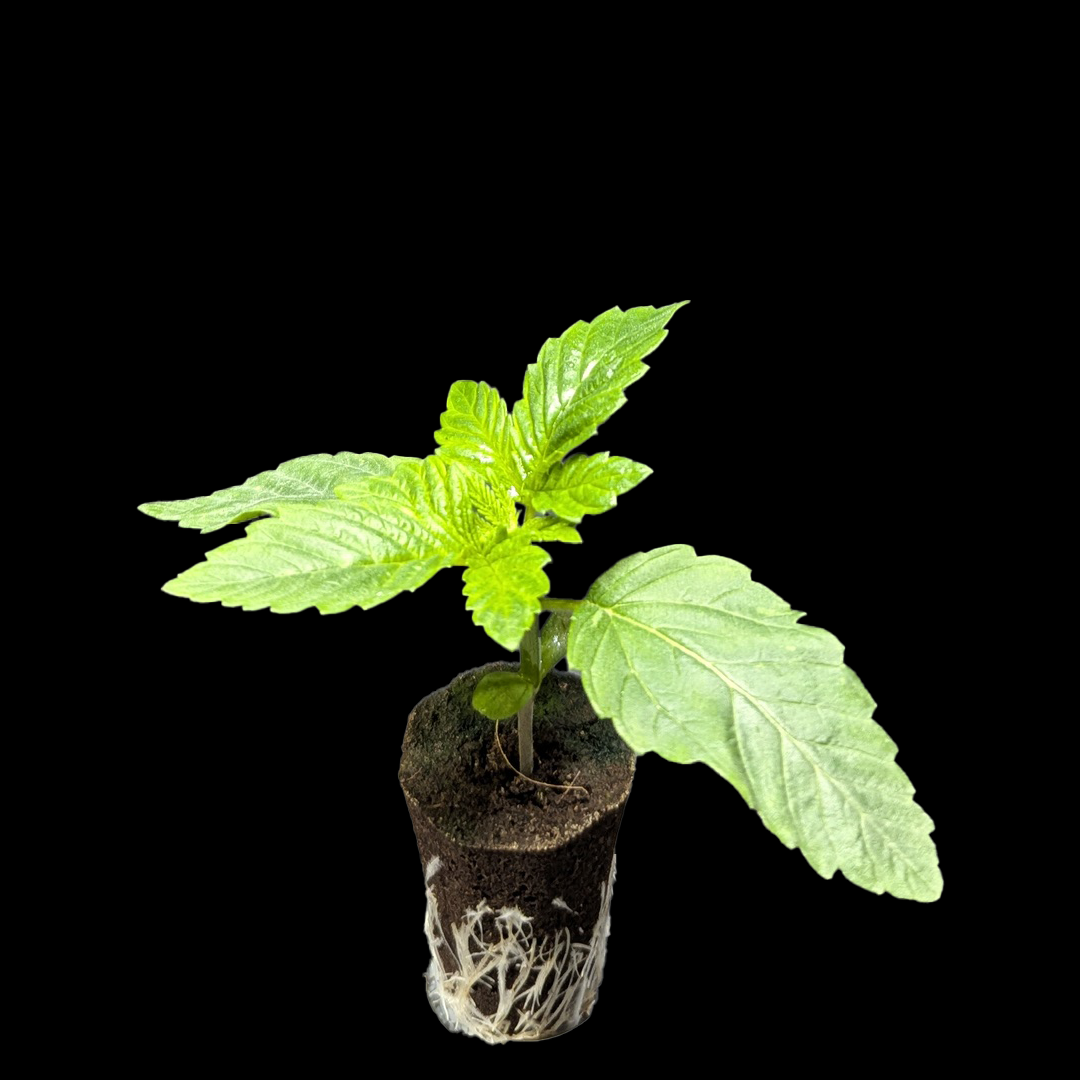 Sämlinge - <b>24K Gold - DNA Genetics</b> – 360° Ansicht