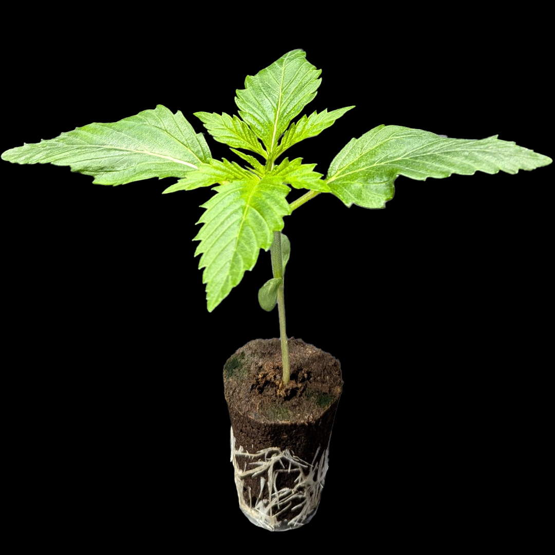 Sämlinge - <b>Critical+ - Trikoma Seeds</b> – 360° Ansicht