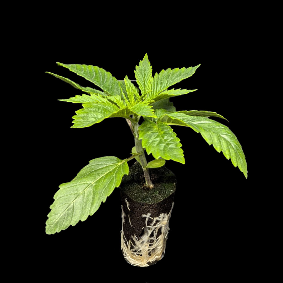 Sämlinge - <b>Moby Dick - Dinafem Seeds</b> – 360° Ansicht