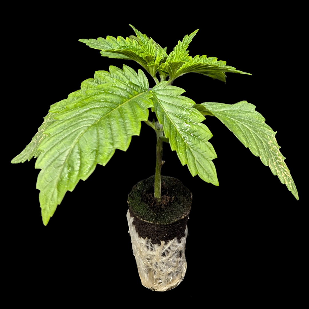 Sämlinge - <b>Kush Mints - Barneys Farm</b> – 360° Ansicht