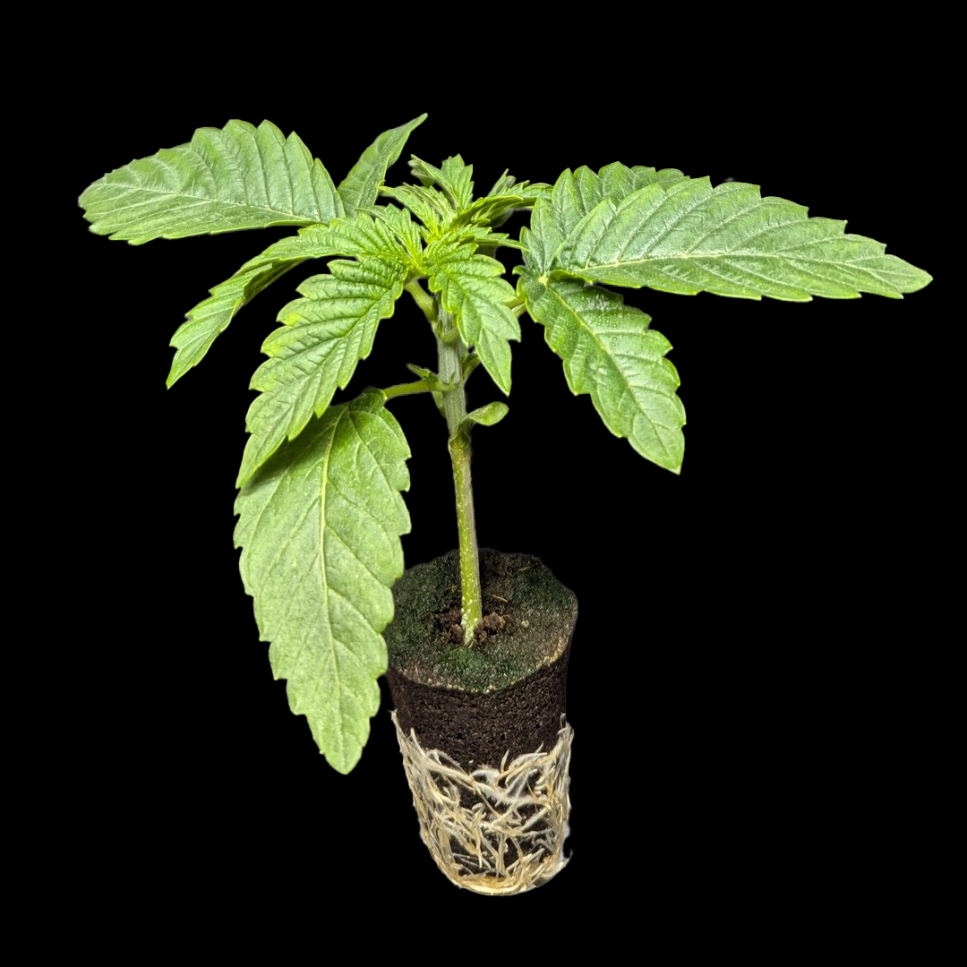 Sämlinge - <b>Tropicana Banana - Barneys Farm</b> – 360° Ansicht