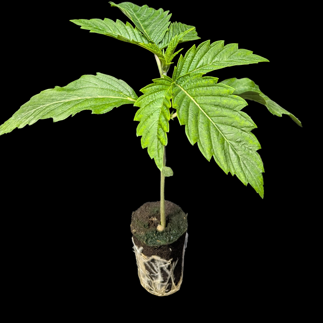 Sämlinge - <b>Red Hot Cookies - Sweet Seeds</b> – 360° Ansicht