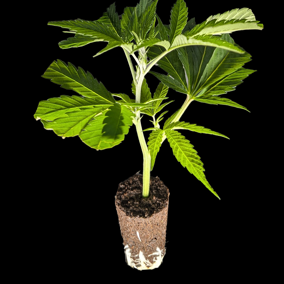 <b>Zoap – Doja Pak × Deo Farms</b> – 360° Ansicht