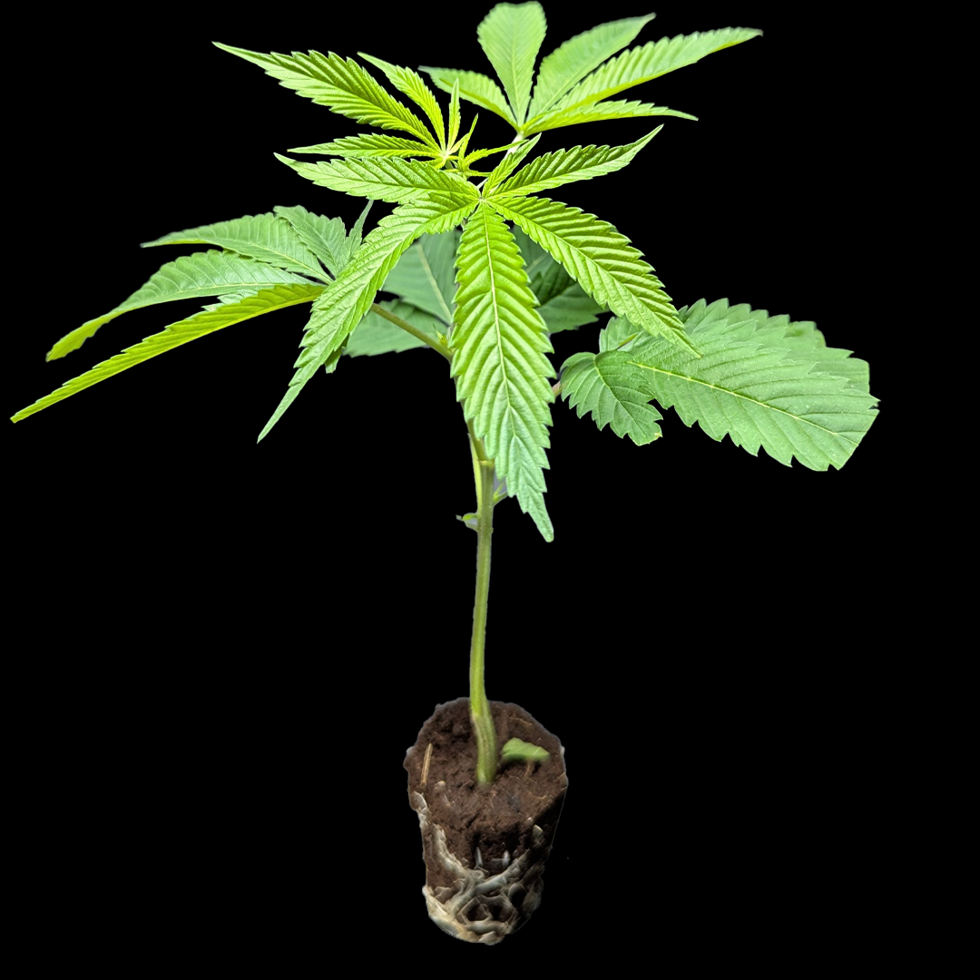 <b>Permanent Marker - Seedjunky Genetics x Doja Cut</b> – 360° Ansicht