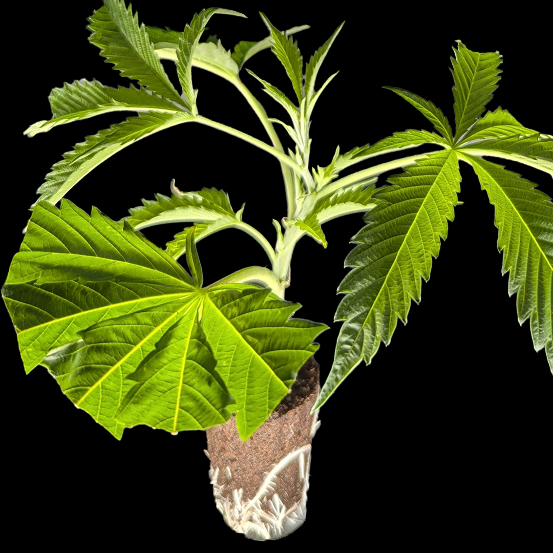 <b>Emergen-C - Seedjunky Berner Cut</b> – 360° Ansicht