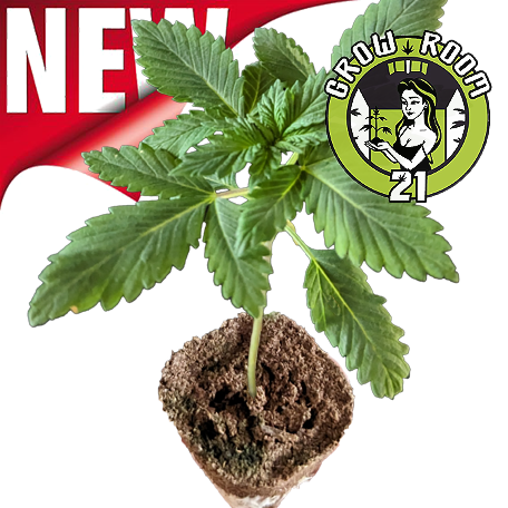 Ein allgemeines Bild