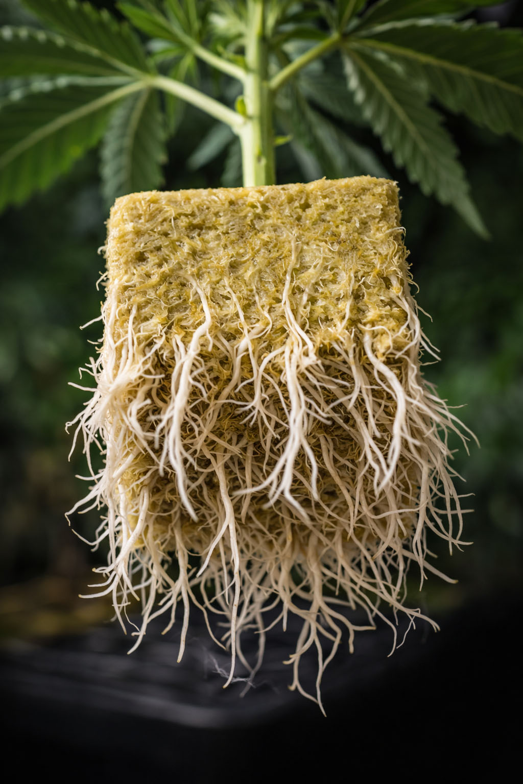 Hanfstecklinge mit starkem Wurzelwerk