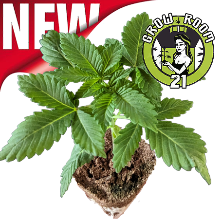 Ein allgemeines Bild