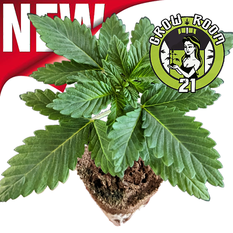 (Bild für) Sämlinge - Tropicana Banana - Barneys Farm 