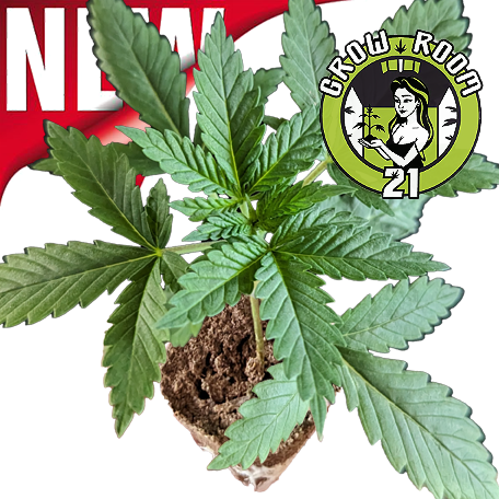 Ein allgemeines Bild