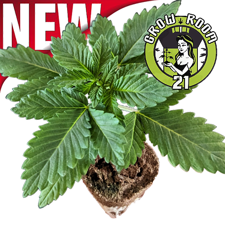 Ein allgemeines Bild